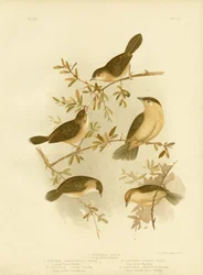 Goudkop cisticola, 1891